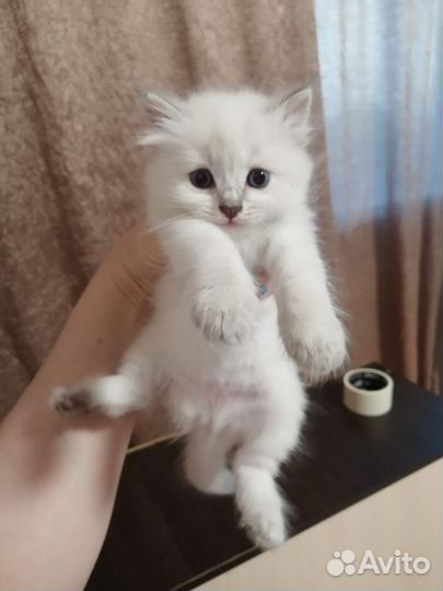 Невской маскарадной котята