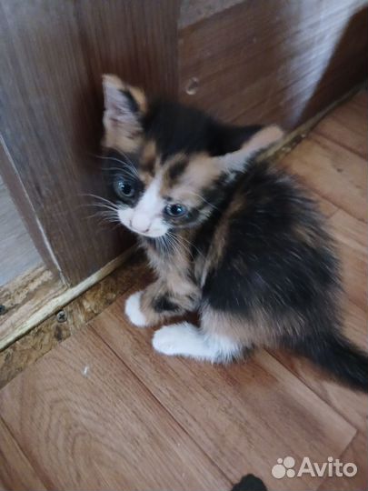 Шотландская