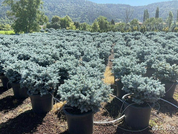 Саженцы Ель голубая Glauca Globosa