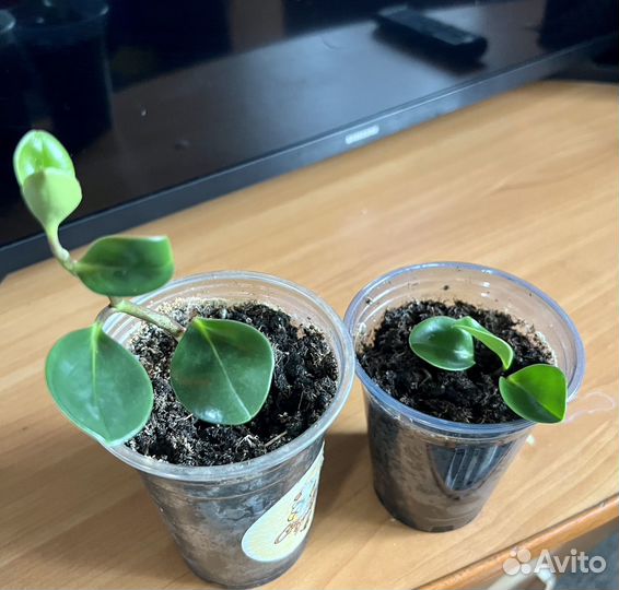 Комнатные цветы шефлера