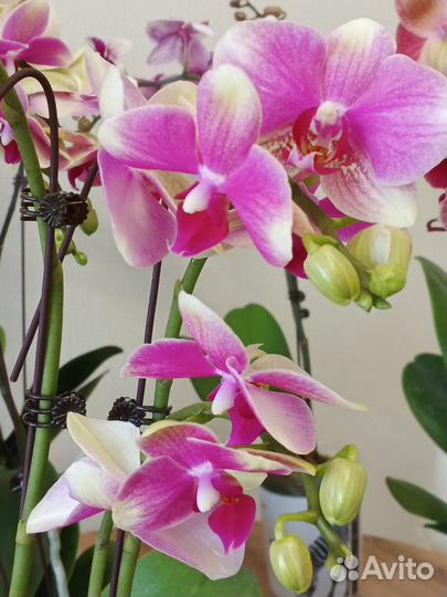 Орхидея фаленопсис