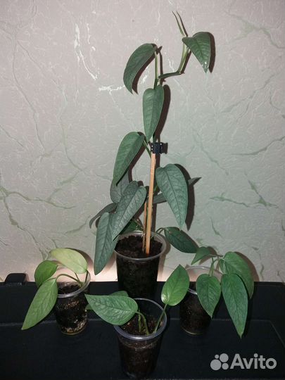 Сциндапсусы и эпипремнумы