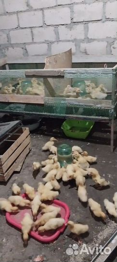 Утки ст5 и старт 53