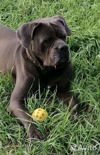 Кане Корсо вязка