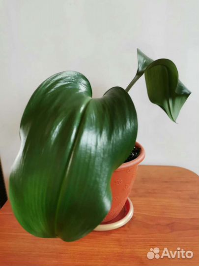 Эухарис амазонская лилия