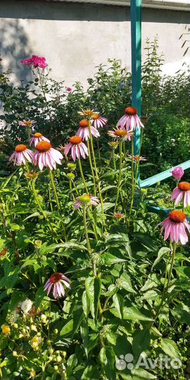 Эхинацея