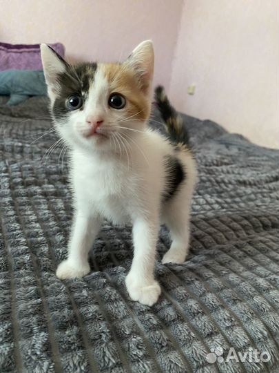 Котята