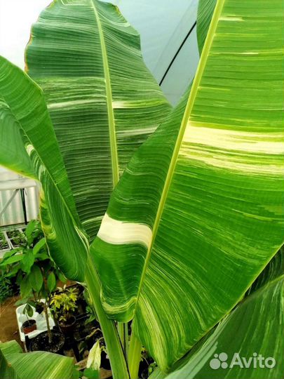 Плодовые экзоты