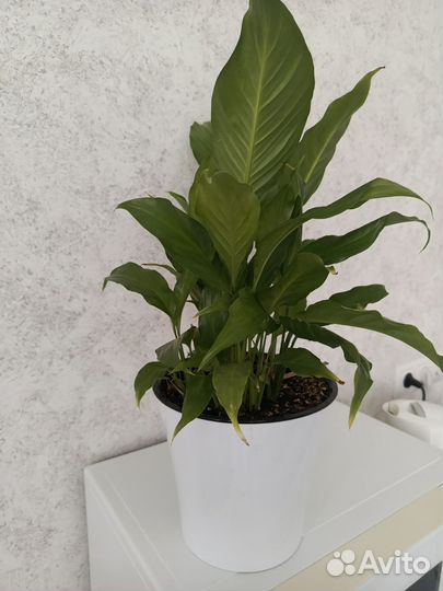 Спатифиллум