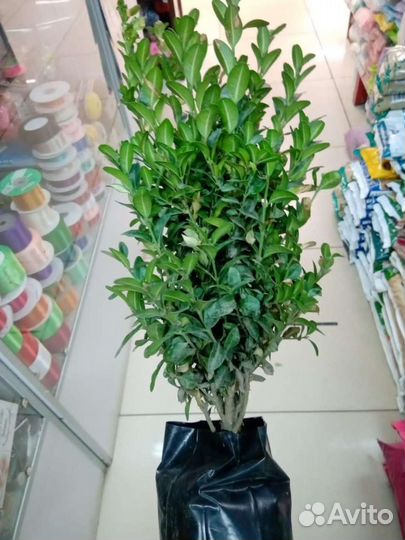 Самшит