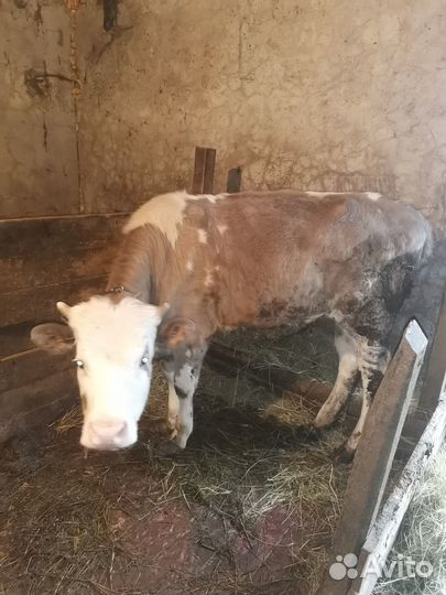 Продажа коров
