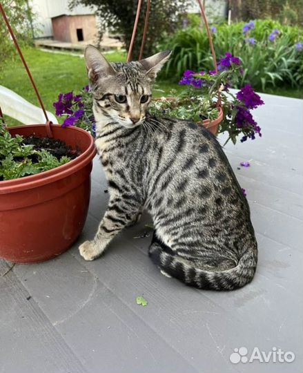 Бенгальская кошка