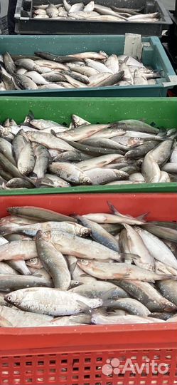 Пелядь Сырок