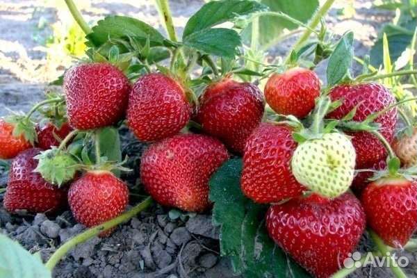 Рассада клубники 