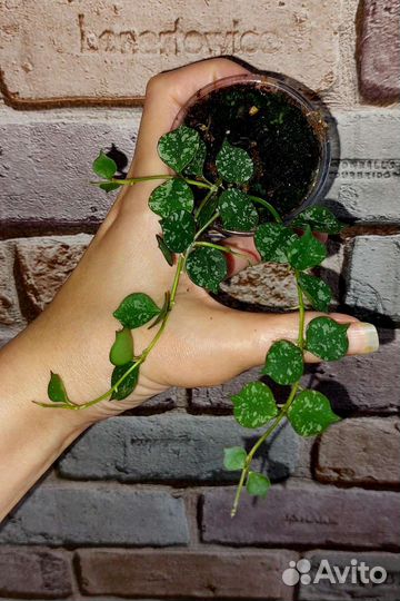 Укорененные хойи