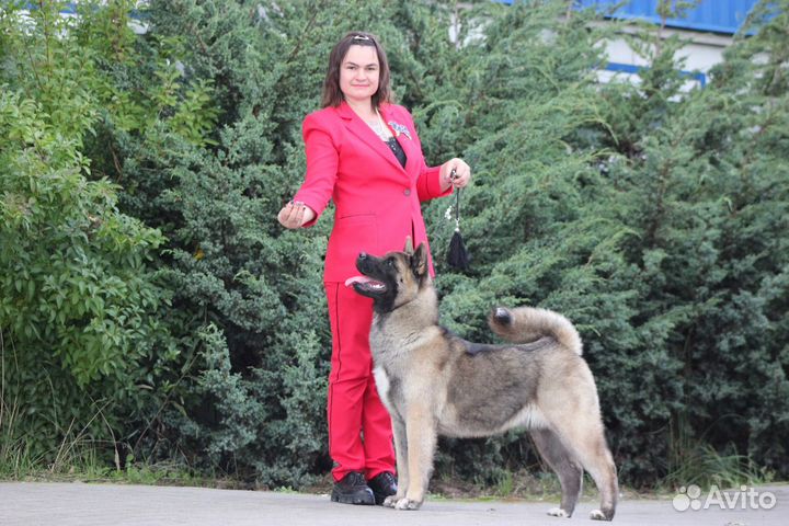 Щенки американской акиты