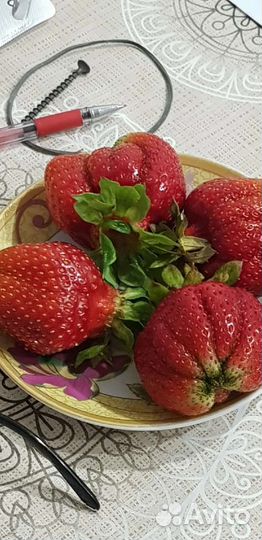 Рассада Элитных сортов клубники