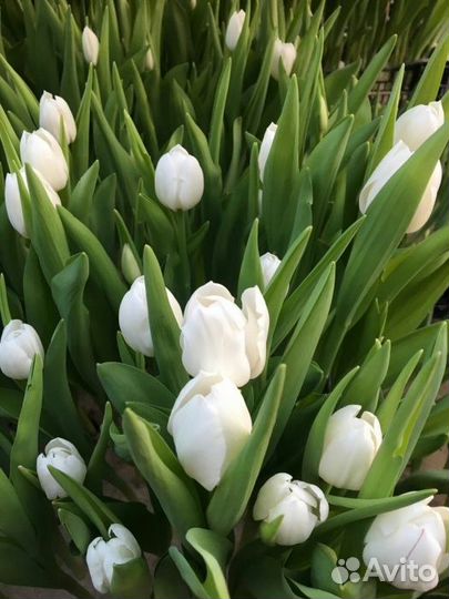 Тюльпаны к 8 марта москва