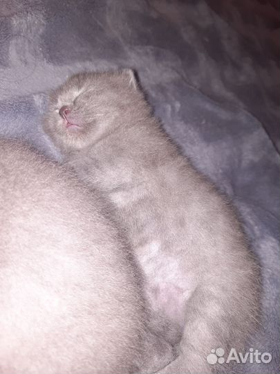 Котик животное
