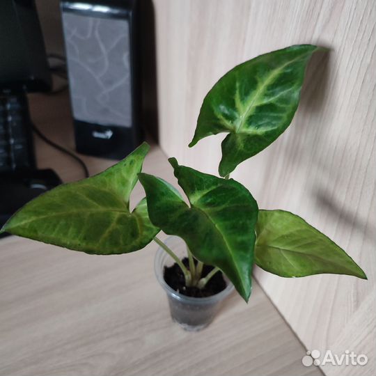 Комнатные цветы