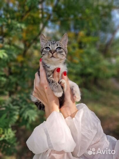 Котята в добрые руки бесплатно