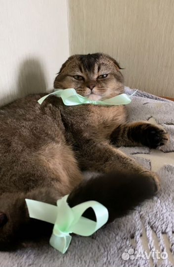 Шотландский вислоухий кот для вязки