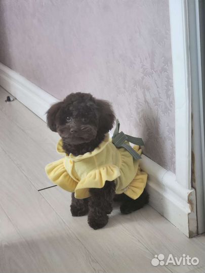 Мальтипу девочка