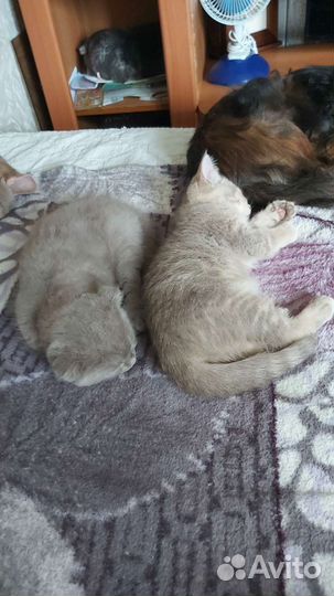 Домашние животные кошки