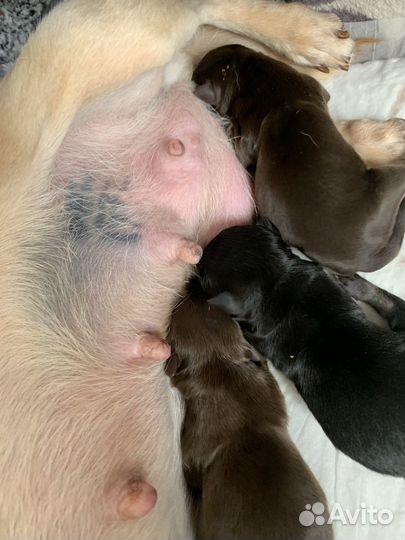 Щенки чихуахуа