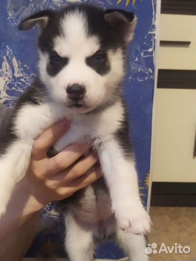 Щенки сибирской Хаски