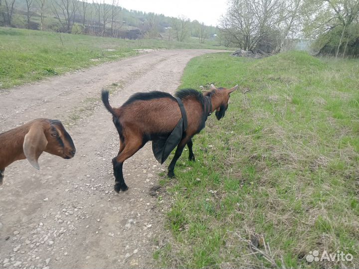 Чешский козел