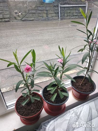 Цветы Олеандр