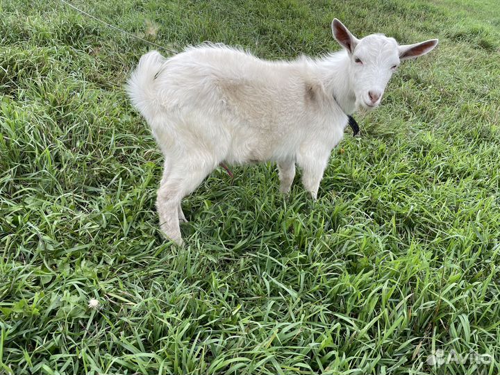 Козы, нубийские, чешские, зааненские