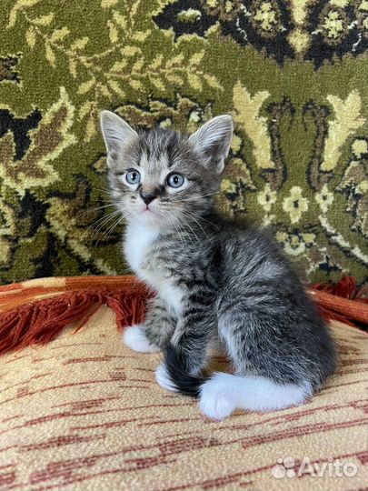Котята бесплатно