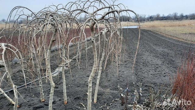 Шелковица плакучая на штамбе фото