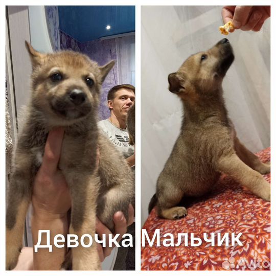 Щенки волкособа,волк,вольфхунд,гибрид волка
