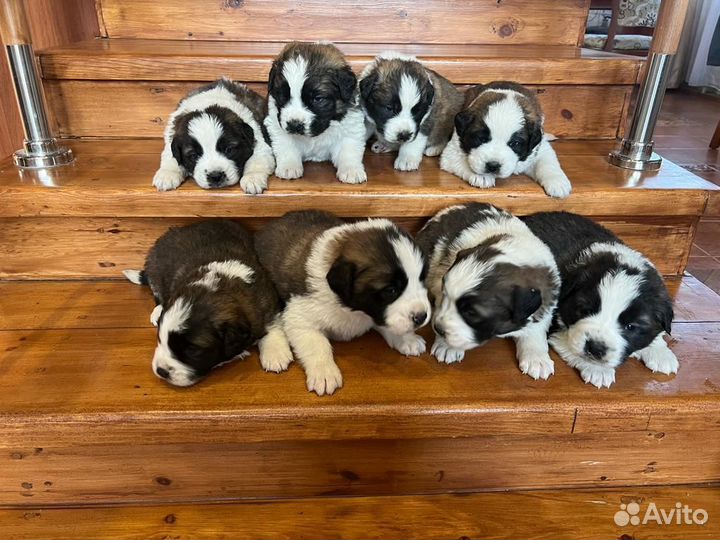 Щенки Московской сторожевой собаки