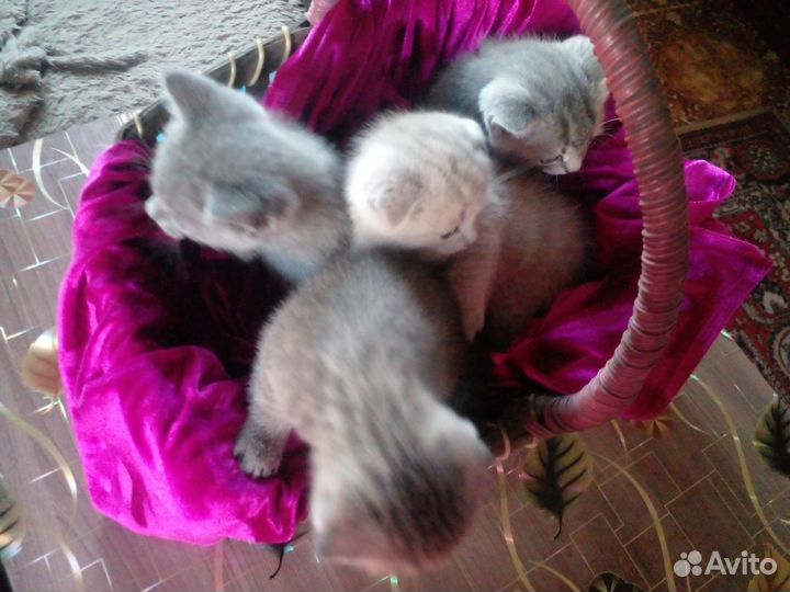 Британские котята