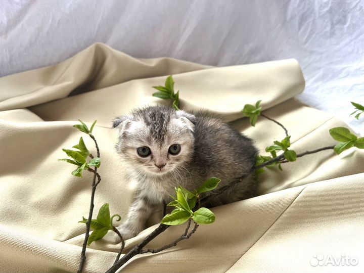 Шотландский котенок девочка