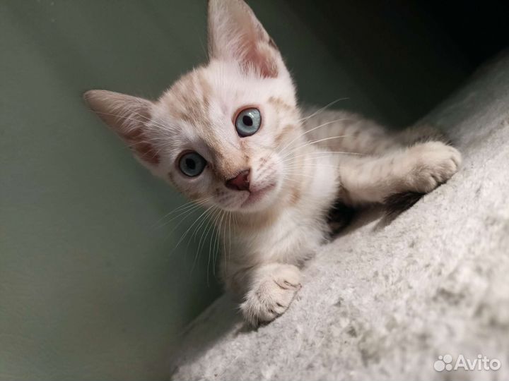 Бенгальские котята
