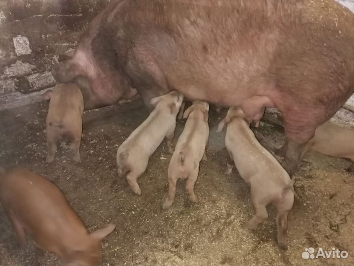 Продам поросят