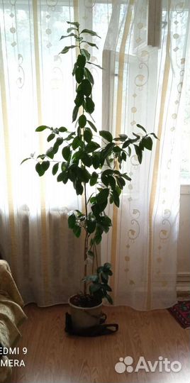 Лимонное дерево