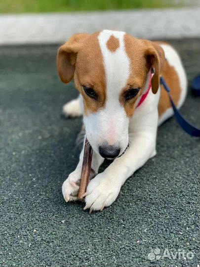 Корм для собаки. ту и гост качество