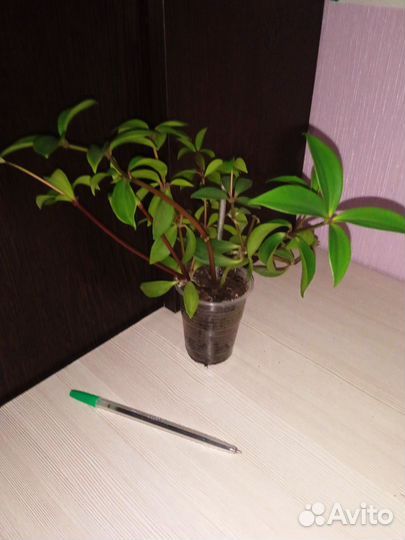 Цветы комнатные