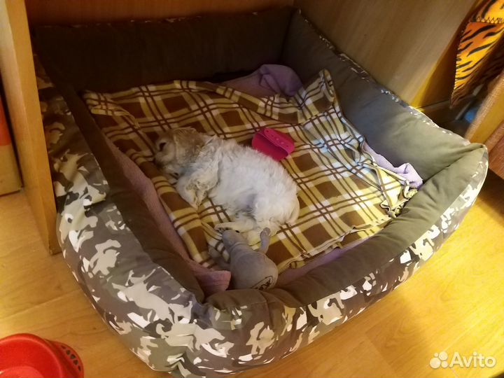 Лежанка для собак