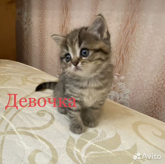 Шотландские котята