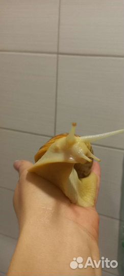 Улитки ахатины бесплатно