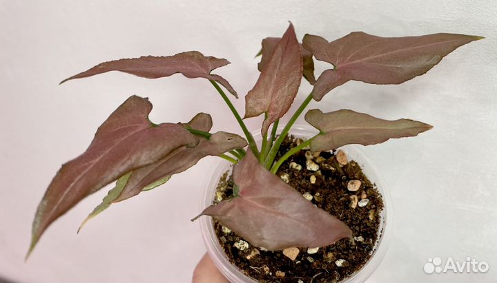 Сингониум омбре пинк грин