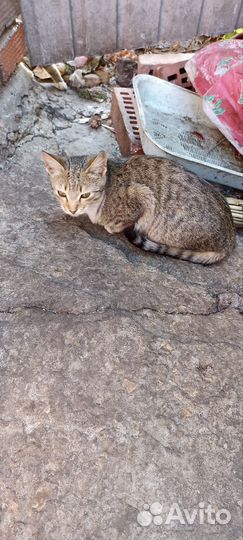 Кошки в беде, котята