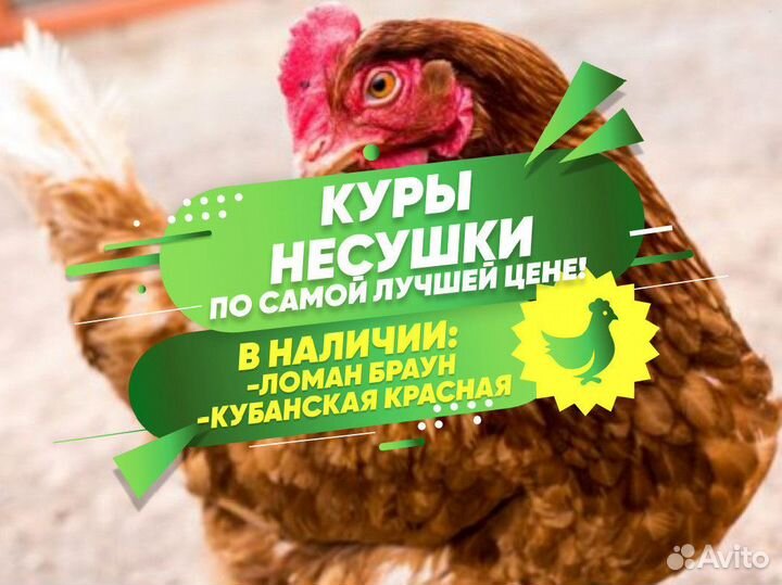 Курочки несушки фермерские молодки